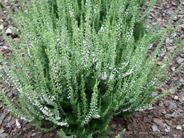 Calluna vulgaris 'Reini'  - wrzos pospolity odm. 'Reini' 