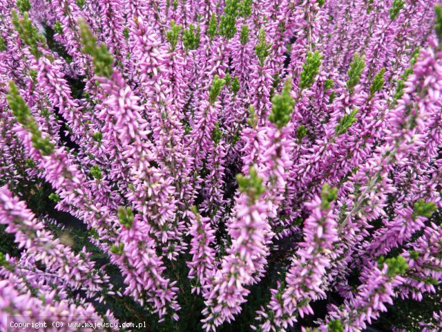Calluna vulgaris 'Renate' ® - вереск обыкновенный odm. 'Renate' ®