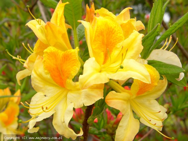 Rhododendron (Knaphill-Exbury) 'Toucan'  - azalia wielkokwiatowa odm. 'Toucan' 