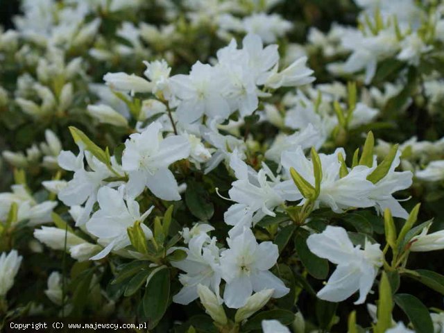 Rhododendron obtusum 'Adonis'  - azalia japońska odm. 'Adonis' 