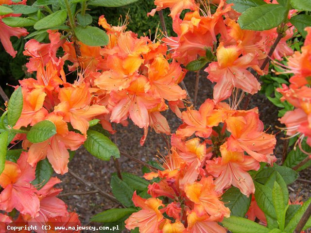 Rhododendron 'Balzac'  -  odm. 'Balzac' 