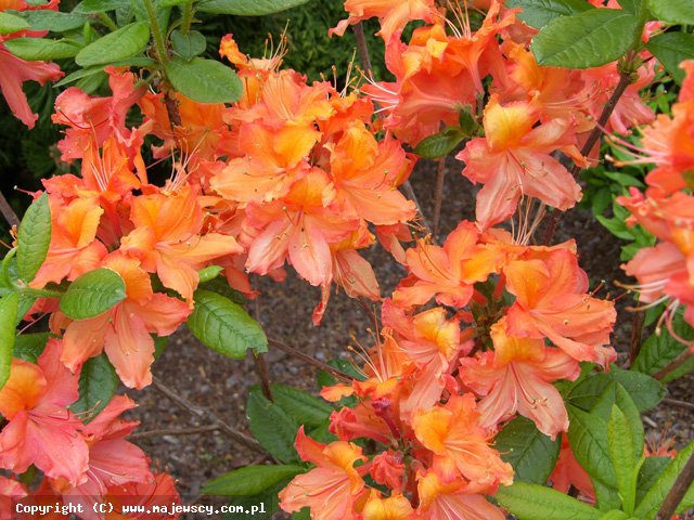 Rhododendron 'Balzac'  -  odm. 'Balzac' 