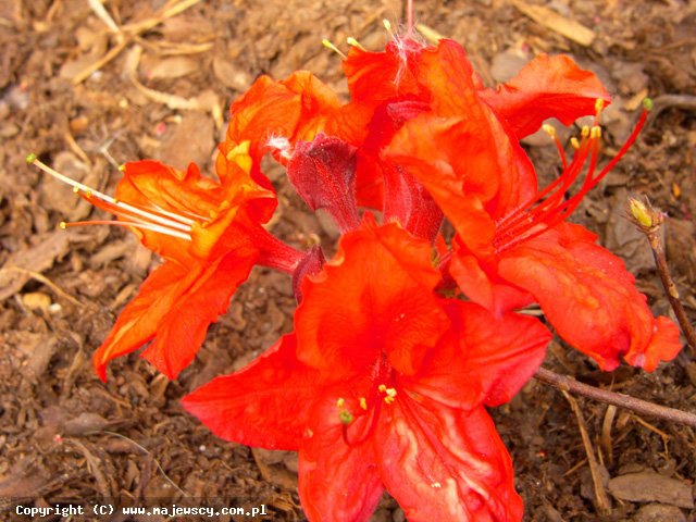 Rhododendron 'Doloroso'  - azalia wielkokwiatowa odm. 'Doloroso' 