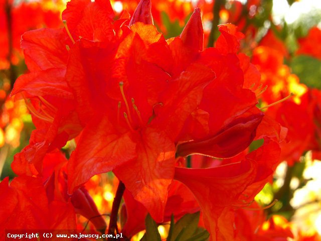 Rhododendron mollis 'Dr M.Oosthoek'  - azalia wielkokwiatowa odm. 'Dr M.Oosthoek' 