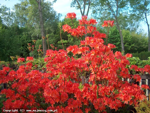 Rhododendron mollis 'Dr M.Oosthoek'  - крупноцветущая азалия odm. 'Dr M.Oosthoek' 