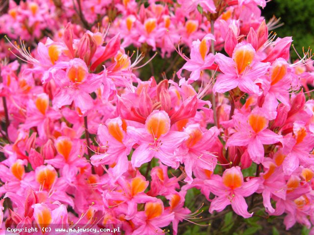 Rhododendron (Pontica) 'Fanny'  - azalia wielkokwiatowa odm. 'Fanny' 