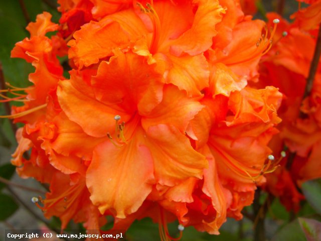Rhododendron mollis 'Fasching'  - крупноцветущая азалия odm. 'Fasching' 