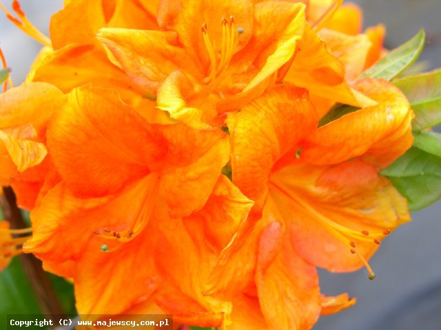 Rhododendron (Knaphill) 'Goldkopfchen'  -  odm. 'Goldkopfchen' 