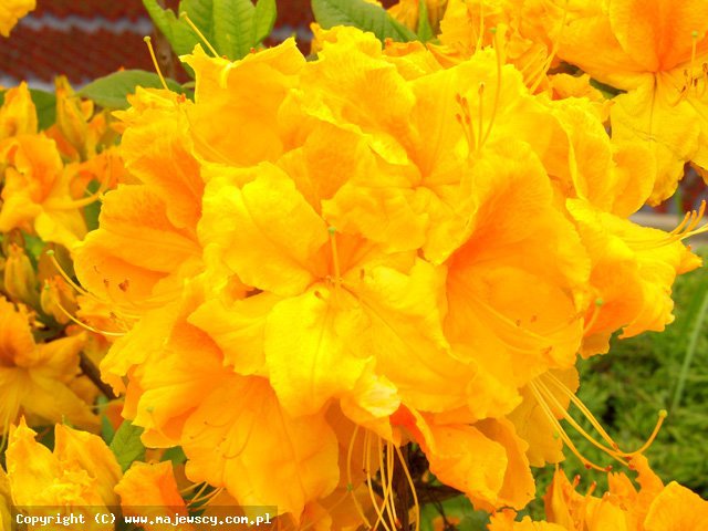 Rhododendron 'Goldpracht'  - azalia wielkokwiatowa odm. 'Goldpracht' 