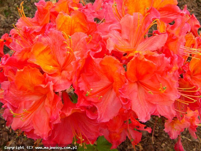 Rhododendron (Knaphill-Exbury) 'Juanita'  - large-flowered azalea odm. 'Juanita' 