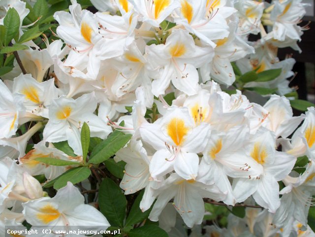 Rhododendron  'Persil'  - azalia wielkokwiatowa odm. 'Persil' 