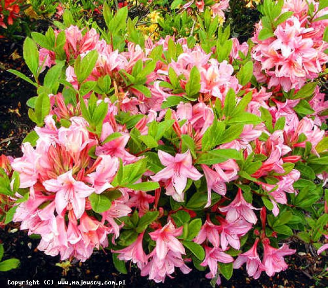 Rhododendron 'Soir de Paris'  - azalia wielkokwiatowa odm. 'Soir de Paris' 