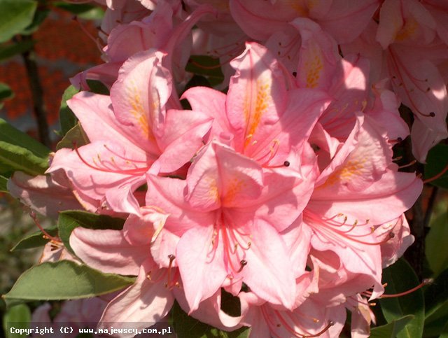 Rhododendron 'Soir de Paris'  - azalia wielkokwiatowa odm. 'Soir de Paris' 