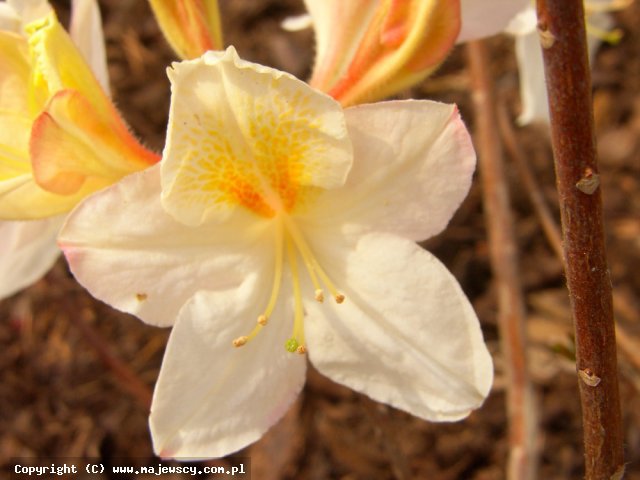 Rhododendron (Exbury) 'Sonia'  - azalia wielkokwiatowa odm. 'Sonia' 