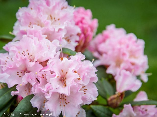 Rhododendron hybride 'Christmas Cheer'  -  odm. 'Christmas Cheer' 