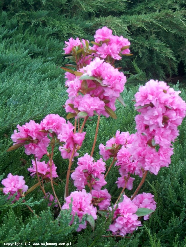 Rhododendron dauricum 'Staccato'  - рододендрон даурский odm. 'Staccato' 