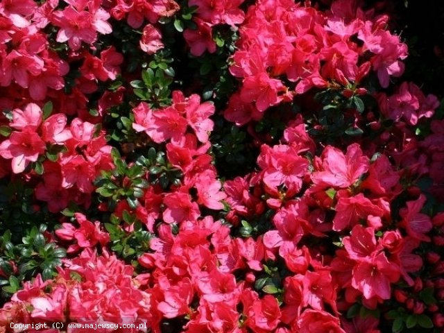 Rhododendron obtusum 'Anne'  - azalia japońska odm. 'Anne' 