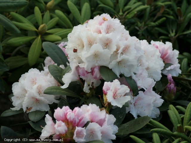 Rhododendron yakushimanum 'Schneekrone'  - różanecznik jakuszimański odm. 'Schneekrone' 