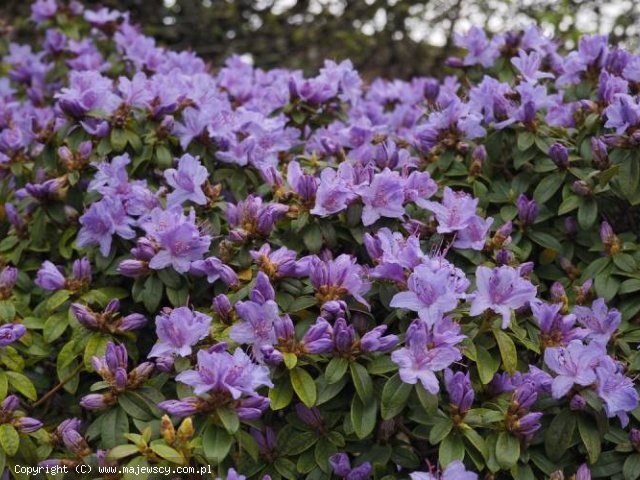 Rhododendron impeditum 'Moerheim'  -  odm. 'Moerheim' 