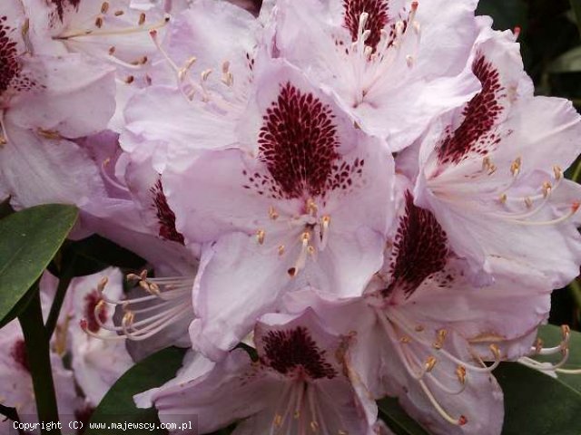 Rhododendron catawbiense 'Humboldt'  - różanecznik katawbijski odm. 'Humboldt' 