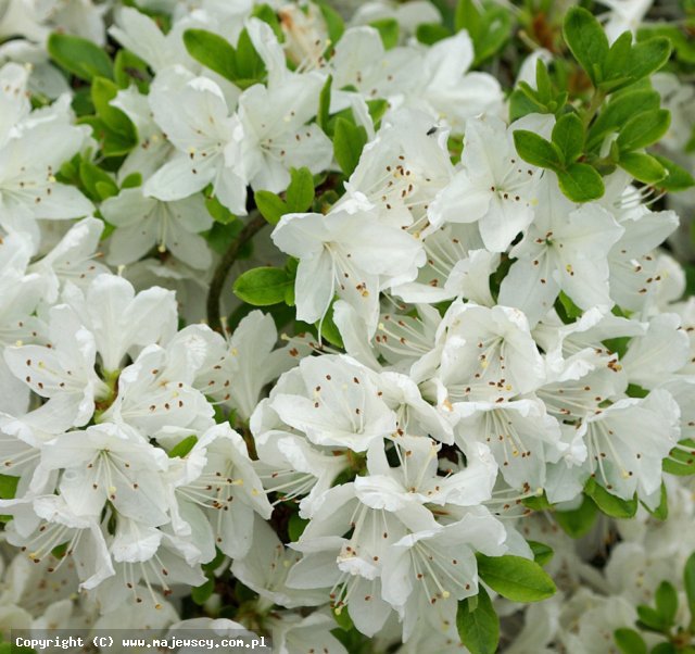 Rhododendron obtusum 'Kermesina Alba'  - azalia japońska odm. 'Kermesina Alba' 