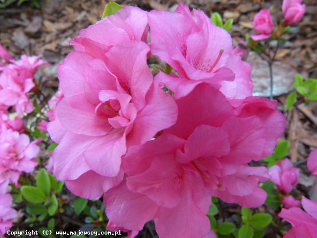 Rhododendron obtusum 'Rokoko'  - azalia japońska odm. 'Rokoko' 