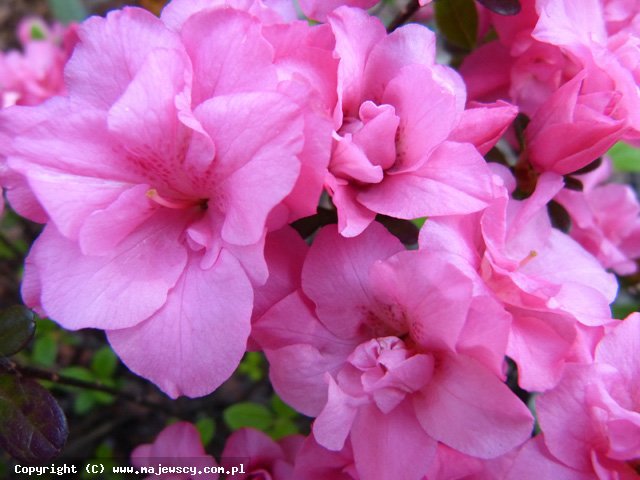 Rhododendron obtusum 'Rokoko'  - японская азалия odm. 'Rokoko' 