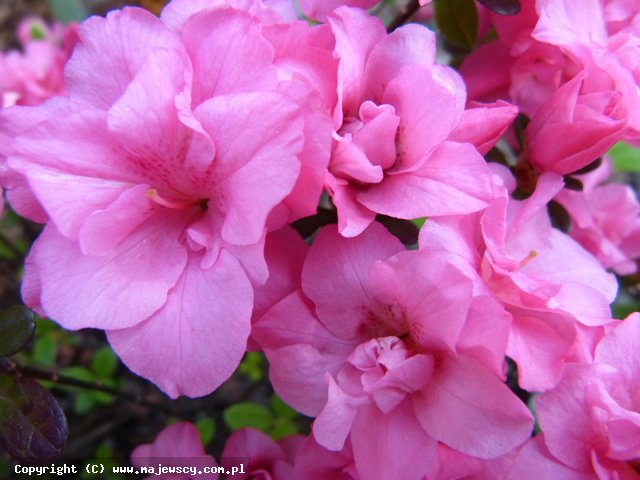 Rhododendron obtusum 'Rokoko'  -  odm. 'Rokoko' 