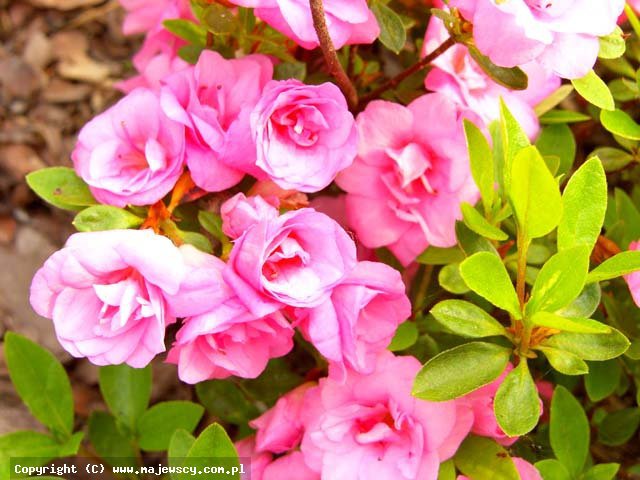 Rhododendron obtusum 'Rosebud'  - azalia japońska odm. 'Rosebud' 