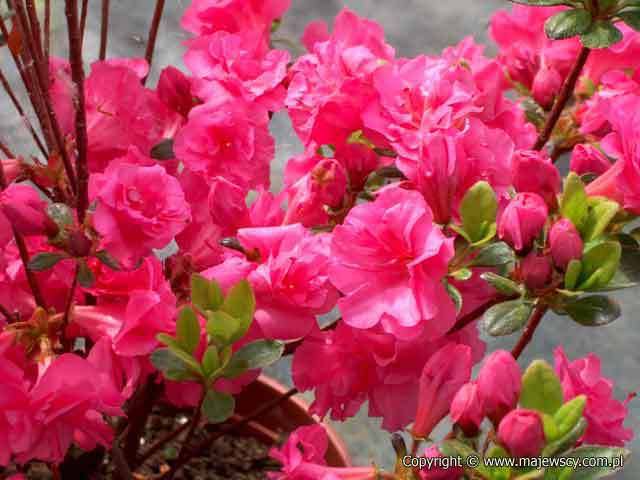 Rhododendron obtusum 'Rosinetta' ® - azalia japońska odm. 'Rosinetta' ®