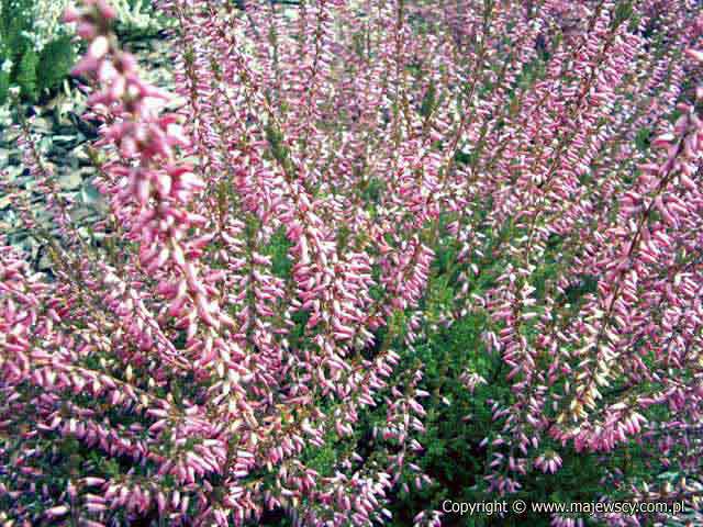 Calluna vulgaris 'Roswitha'  - wrzos pospolity odm. 'Roswitha' 