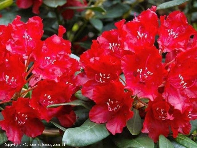 Rhododendron arboreum 'Red Jack'  - różanecznik drzewiasty odm. 'Red Jack' 