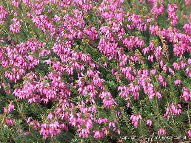 Erica carnea 'Rubinteppich'  - spring heath odm. 'Rubinteppich' 