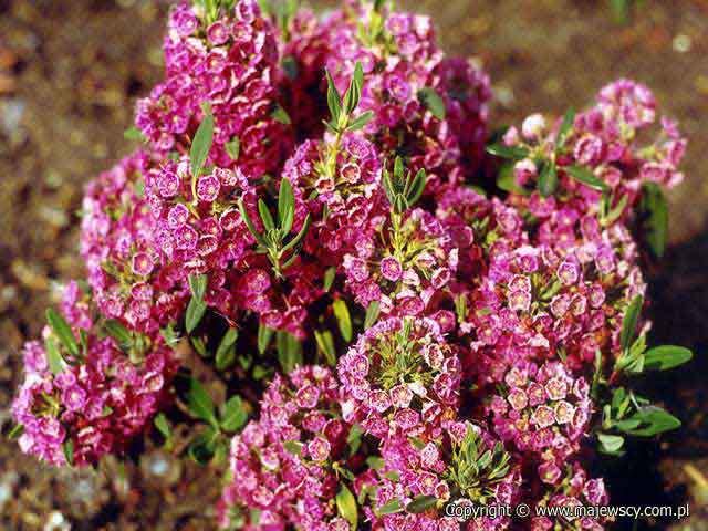 Kalmia angustifolia 'Rubra'  - kalmia wąskolistna odm. 'Rubra' 