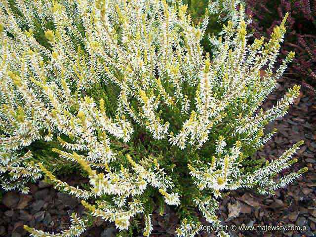 Calluna vulgaris 'Sandy'  - вереск обыкновенный odm. 'Sandy' 