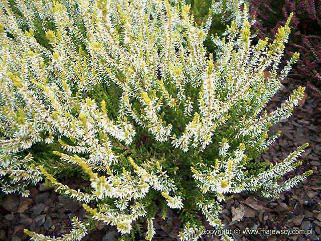 Calluna vulgaris 'Sandy'  - wrzos pospolity odm. 'Sandy' 