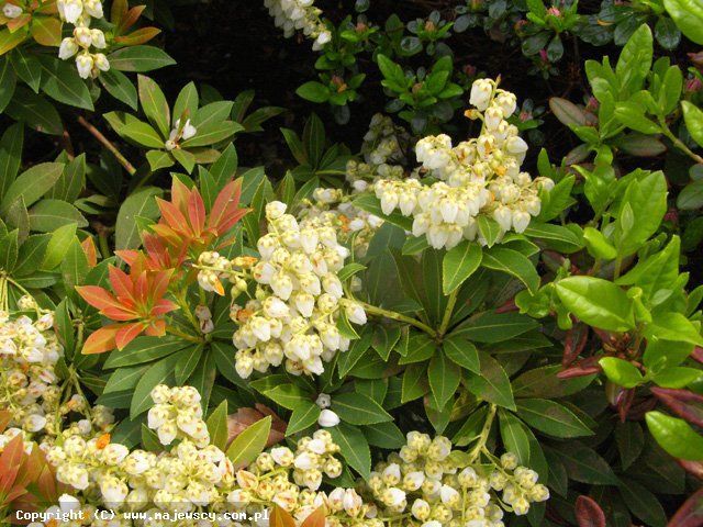 Pieris japonica 'Sarabande'  - pieris japoński odm. 'Sarabande' 