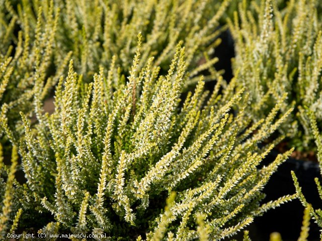 Calluna vulgaris 'Sarah'  -  odm. 'Sarah' 