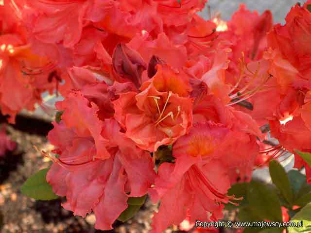 Rhododendron (Knaphill-Exbury) 'Sarina'  - large-flowered azaleas odm. 'Sarina' 