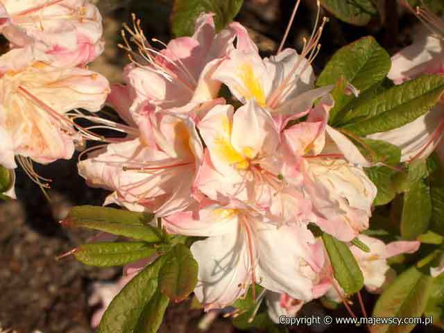 Rhododendron (Knaphill-Exbury) 'Satomi'  - large-flowered azaleas odm. 'Satomi' 
