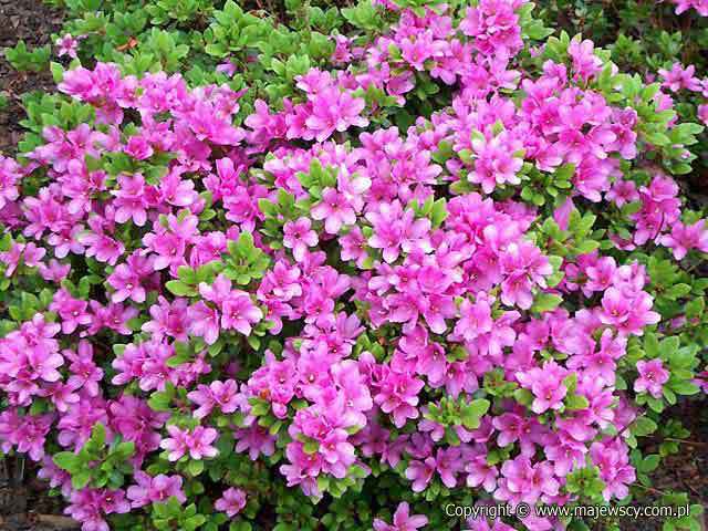 Rhododendron obtusum 'Sazava'  - японская азалия odm. 'Sazava' 