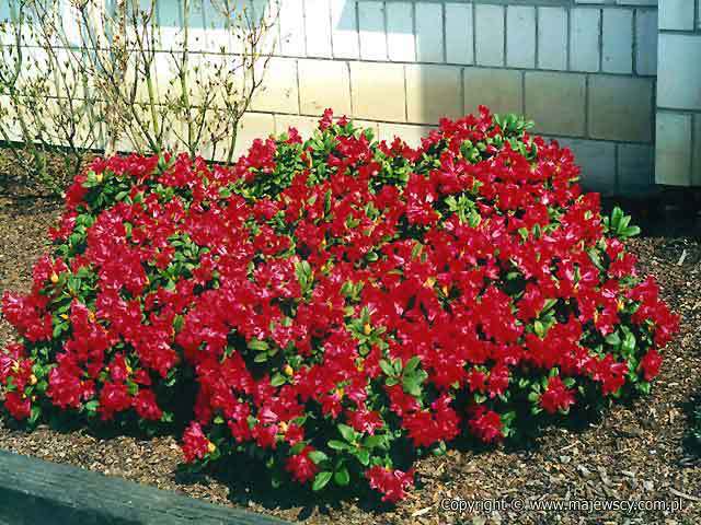 Rhododendron forrestii 'Scarlet Wonder'  - рододендрон форреста odm. 'Scarlet Wonder' 