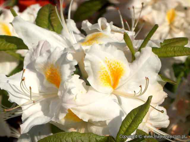 Rhododendron (Knaphill-Exbury) 'Schneegold'  - крупноцветущая азалия odm. 'Schneegold' 