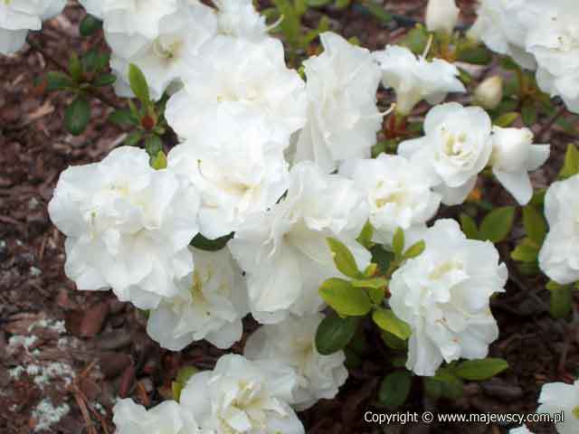 Rhododendron obtusum 'Schneeperle' ® - japanese azalea odm. 'Schneeperle' ®