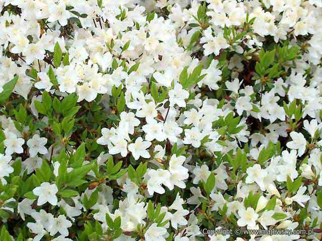 Rhododendron obtusum 'Schneewitchen'  - японская азалия odm. 'Schneewitchen' 