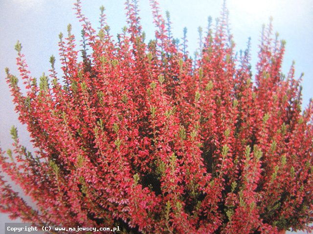 Calluna vulgaris 'Selly' ® - вереск обыкновенный odm. 'Selly' ®