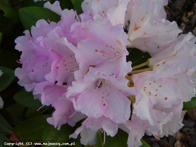 Rhododendron yakushimanum 'Silberwolke'  - рододендрон якушиманьский odm. 'Silberwolke' 
