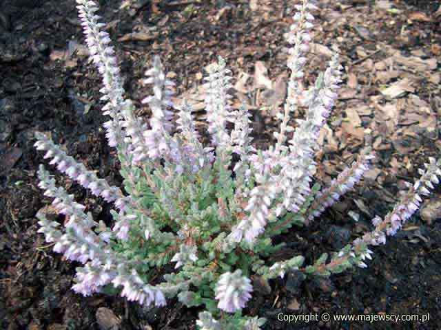 Calluna vulgaris 'Silver Knight'  - вереск обыкновенный odm. 'Silver Knight' 