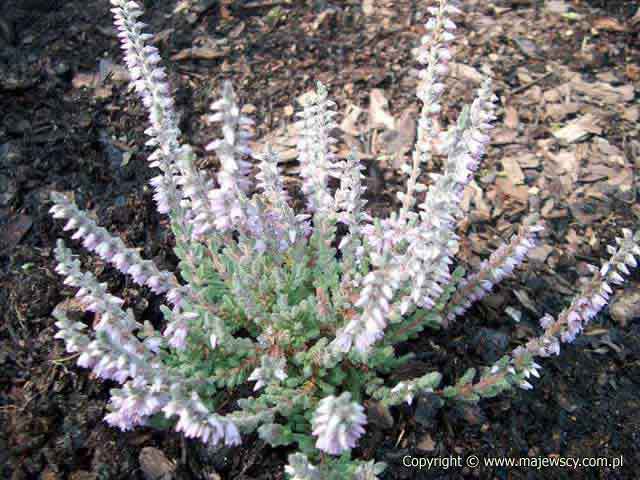 Calluna vulgaris 'Silver Knight'  - wrzos pospolity odm. 'Silver Knight' 