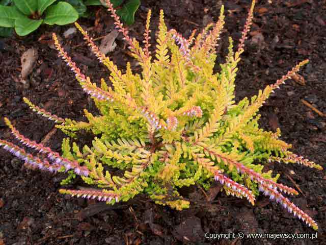 Calluna vulgaris 'Sir John Charrington'  - common heather odm. 'Sir John Charrington' 